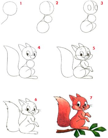 Поэтапное рисование белки