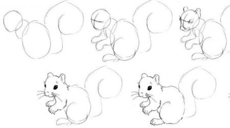 Белка рисунок поэтапно карандашом для детей