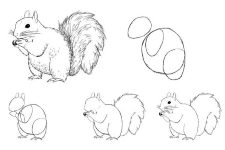 Белка рисунок поэтапно