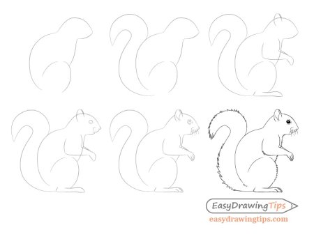 Поэтапное рисование белки