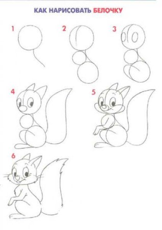 Поэтапное рисование белки