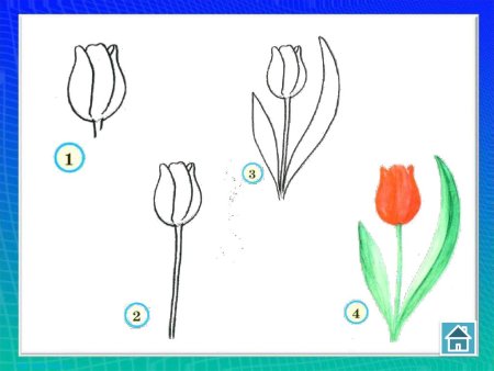 Рисунок тюльпан поэтапно для детей (46 фото)