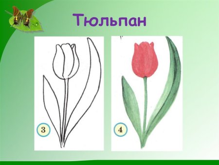 Этапы рисования тюльпана