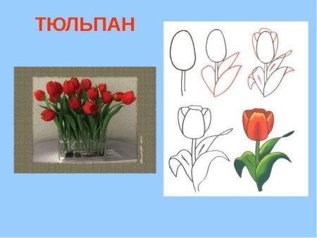 Тюльпаны рисунок для детей поэтапно