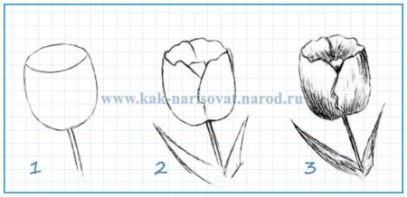 Этапы рисования тюльпана