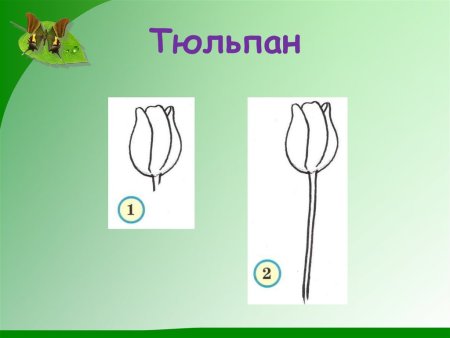 Пошаговые рисунки цветов