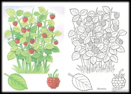 Кустарник раскраска