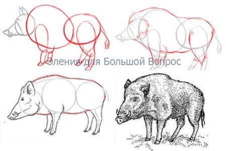 Поэтапное рисование кабана для детей