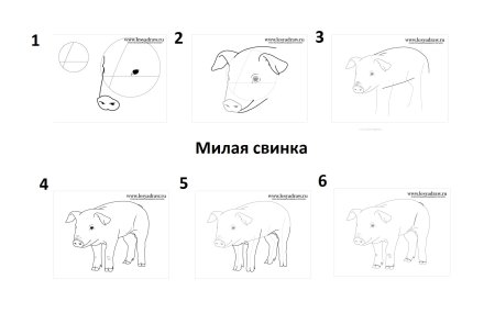 Свинья рисунок поэтапно