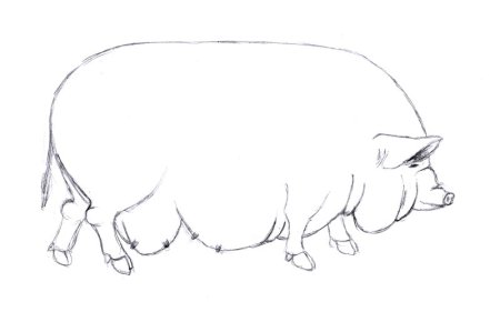 Кабанчик рисунок легкий