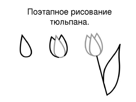 Поэтапное рисование тюльпана