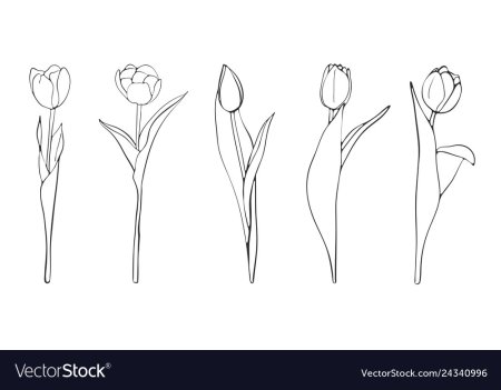 Эскиз тюльпанов для рисования