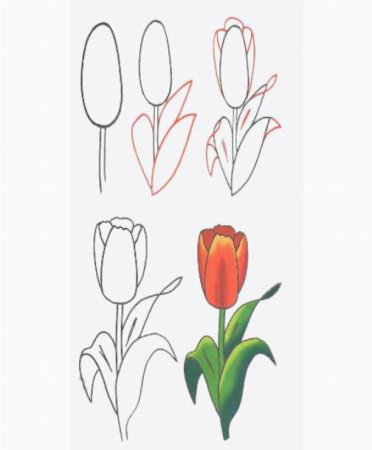 Этапы рисования тюльпана