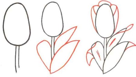 Рисование тюльпанов