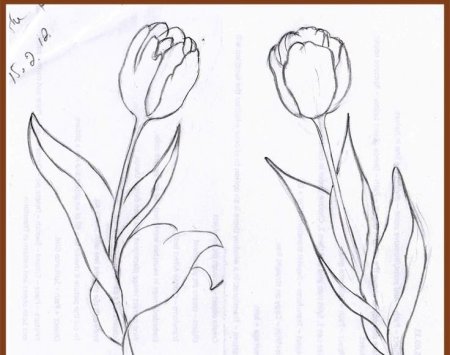 Поэтапное рисование тюльпана