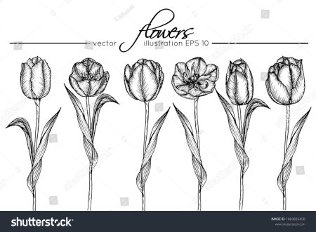 Технологическая карта рисование тюльпана для детей