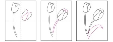 Нарисовать тюльпан карандашом