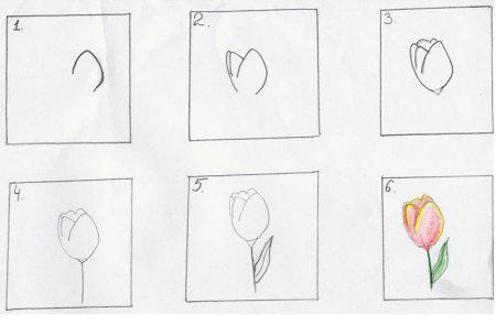 Как нарисовать тюльпан поэтапно