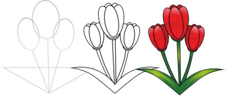 Тюльпаны рисунок карандашом поэтапно