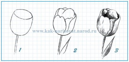Закрытый тюльпан рисунок