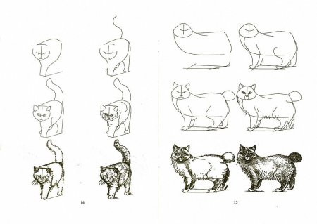 Этапы рисования кота
