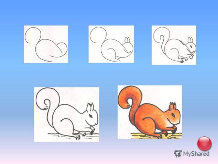 Белка поэтапное рисование для детей