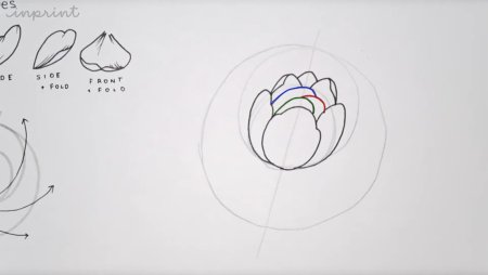 Пионы рисунок карандашом пошагово