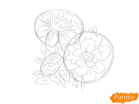 Букет пионов рисунок карандашом