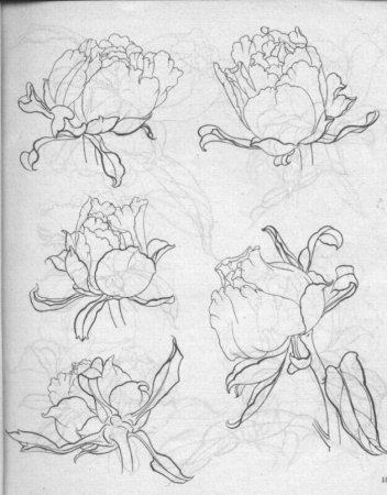 Конструктивное рисование цветов