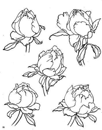 Пионы карандашом