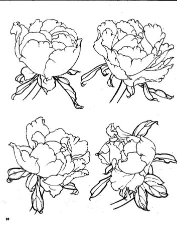 Пионы референс