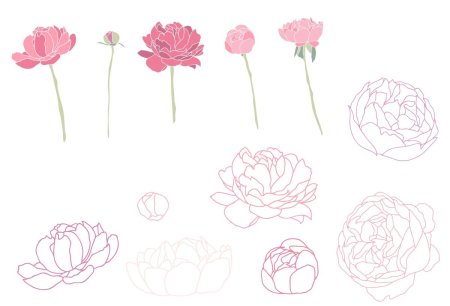 Пионы карандашом пошагово