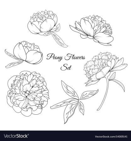 Схема рисования пиона