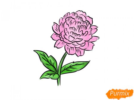 Пион карандашом рисунок для начинающих