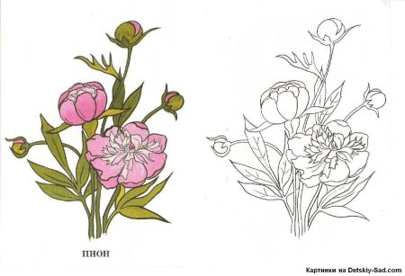 Пионы рисование для детей