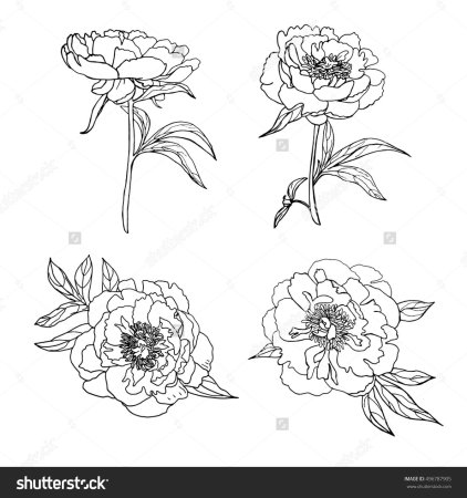 Схема рисования пиона