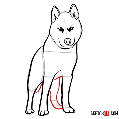 Поэтапное рисование хаски карандашом