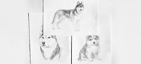Фото животных карандашом поэтапно