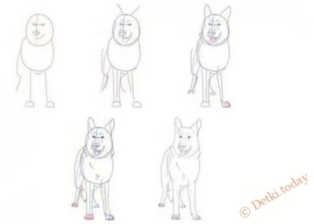Хаски рисунок пошагово