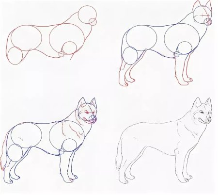 Схема морды волка