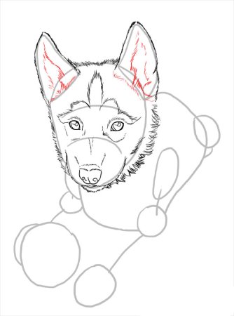 Поэтапное рисование собаки хаски для детей
