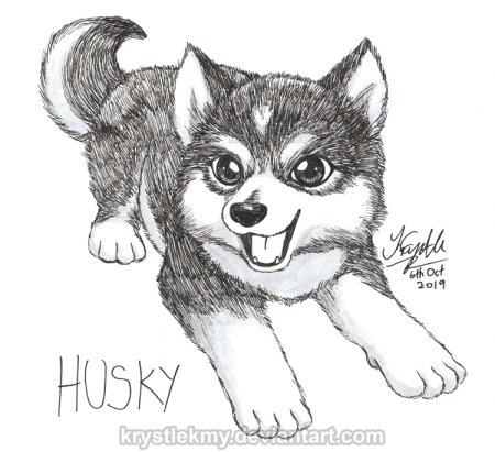 Поэтапное рисование хаски