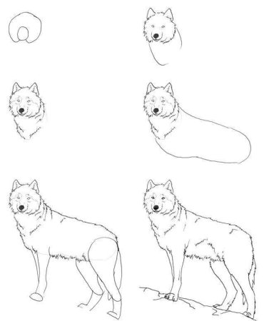 Поэтапный рисунок щенка хаски