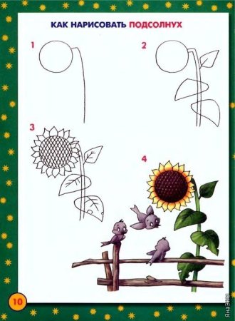 Как нарисовать подсолнух