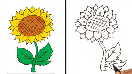 Подсолнух картинка для детей раскраска