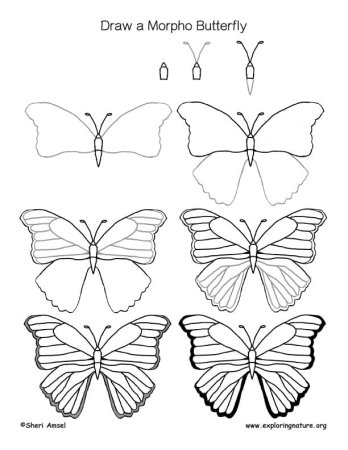 Рисование бабочки поэтапно