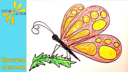Поэтапный рисунок бабочки