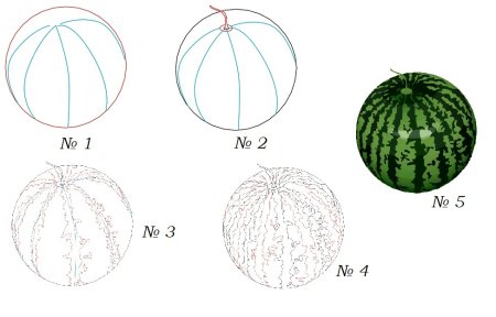 Поэтапное рисование арбуза