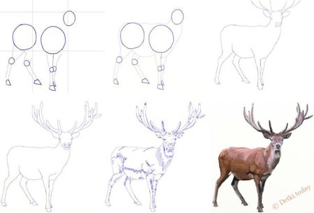 Как нарисовать оленя поэтапно