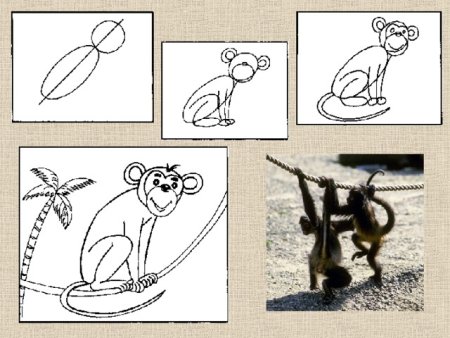 Схема рисования обезьяны
